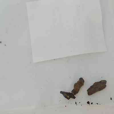 Cut common nail fragment