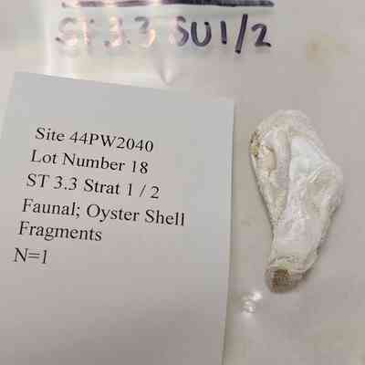 Faunal; Oyster Shell Fragments