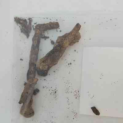 Cut Common Nail Complete