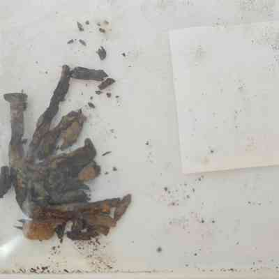 Wire Common Nail; Complete