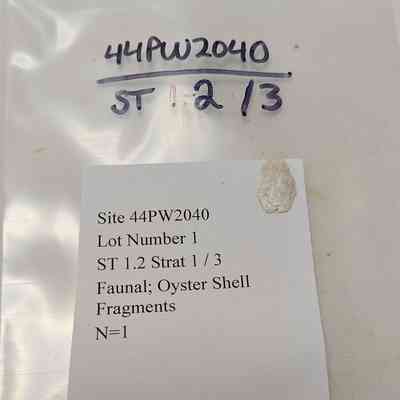 Faunal; Oyster Shell Fragments