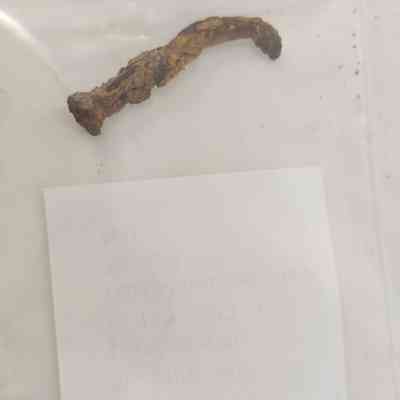 Unidentified Nail, Cut or Wrought
