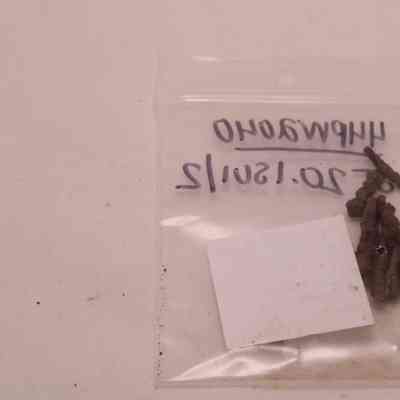 Wire common nail fragment
