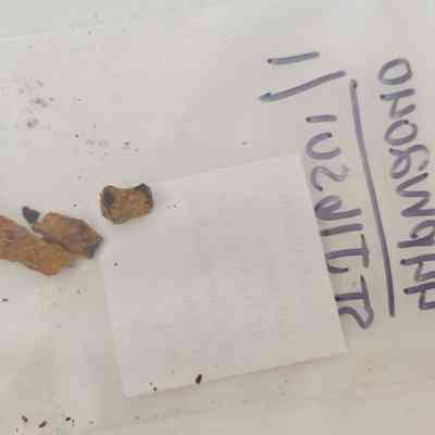 Cut Common Nail Fragment