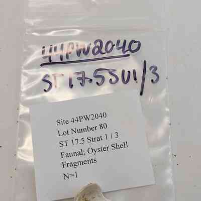 Faunal; Oyster Shell Fragments