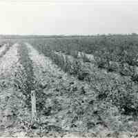 7/3-6/1919 "1188, 4" copy