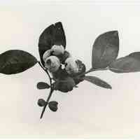          7/17/1918 picture number 1
   