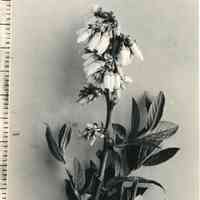 5/17/1920 "Blueberry Blossoms"