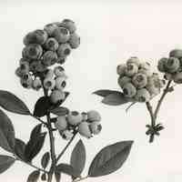 7/7/1915 "Cluster of Brooks berries"