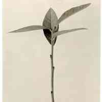 10/25/1911 "Cutting made Sept. 15, 1911"