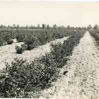 7/3-6/1919, "1194"