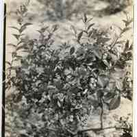 7/26/1924 "Mass of berries"