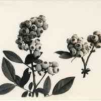 7/7/1915 "Cluster of Brooks berries" copy
