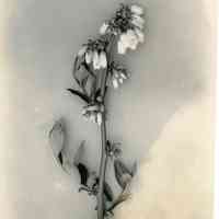 5/12/1915 "Sooy flowers"