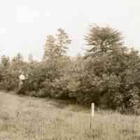 7/9/1914 "Wild Blueberries in the Old Bog"