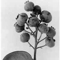 9/4/1913 "With Letter of Oct 8, 1913"