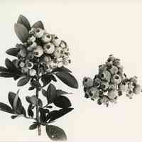 7/27/1915 "Cluster of Birdsall berries"