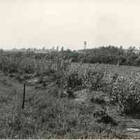 7/20/1917 "Ready for budding."