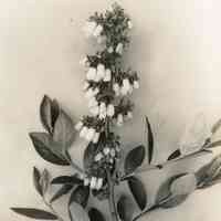 5/13/1915 "Brooks x Sooy"