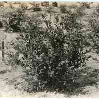 7/18/1916 "Washington Field"