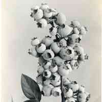 1920 "Chatsworth 18, 20-47"