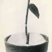 10/8/1915 "A freshly ringed blueberry stem ... Note: this ring is probably too narrow"