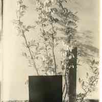 5/18/1914 "One year old Rube Leek bush"