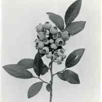          1919 picture number 1
   