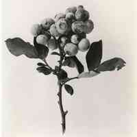          7/18/1918 picture number 1
   