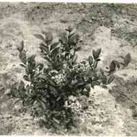 7/27/1915 "Copy of Old Field Rubel with measurements."