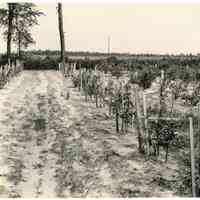7/20/1917 "Budded in 1916 in Old Field"