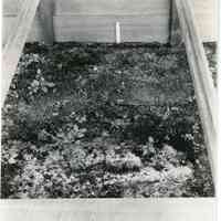 7/30/1914 "Fred Brown plants from old wood cuttings."