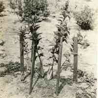 7/18/1916 "Haines no. 7"