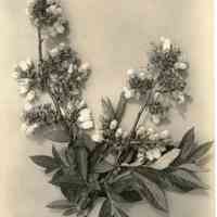 5/12/1915 "Lurker 2"