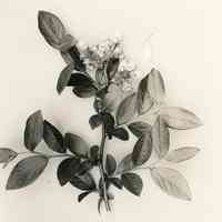 5/13/1915 "Brooks x Sooy"