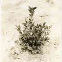 7/27/1915 "Old Field, row 30, plant 11, Harding."