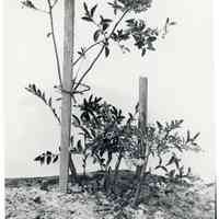 1913 "Sooy in Old Field"