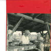 Child Bringing Basket of Berries to Packing Shed