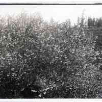 5/18/1914 "Wild Blueberry Bush in Little Meadow"