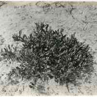 7/18/1916 "Washington field"