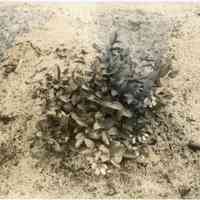 5/13/1915 "Russel x Sooy"