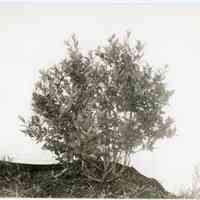 7/9/1914 "Brooks seedlings of 1908, planting of 1911"