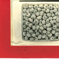 Photo of Box of Rubel-Grover Blueberries