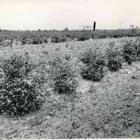 1920 "W20-53 Adams Blueberries"