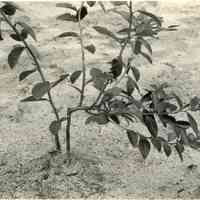 8/3/1917 "Budded July, 1916, after the stock shoot was choked and broken."