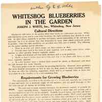 Whitesbog Blueberries in the Garden