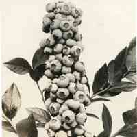 7/19/1917 "Cluster of berries ... Natural size"