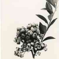 7/27/1915 "Cluster of Rubel berries."