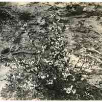 5/12/1915 "Old Field, row 9, plant 4 (20 in wide)"