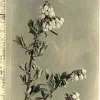 10/30/1930 "Blueberry blossoms, 20-16" copy